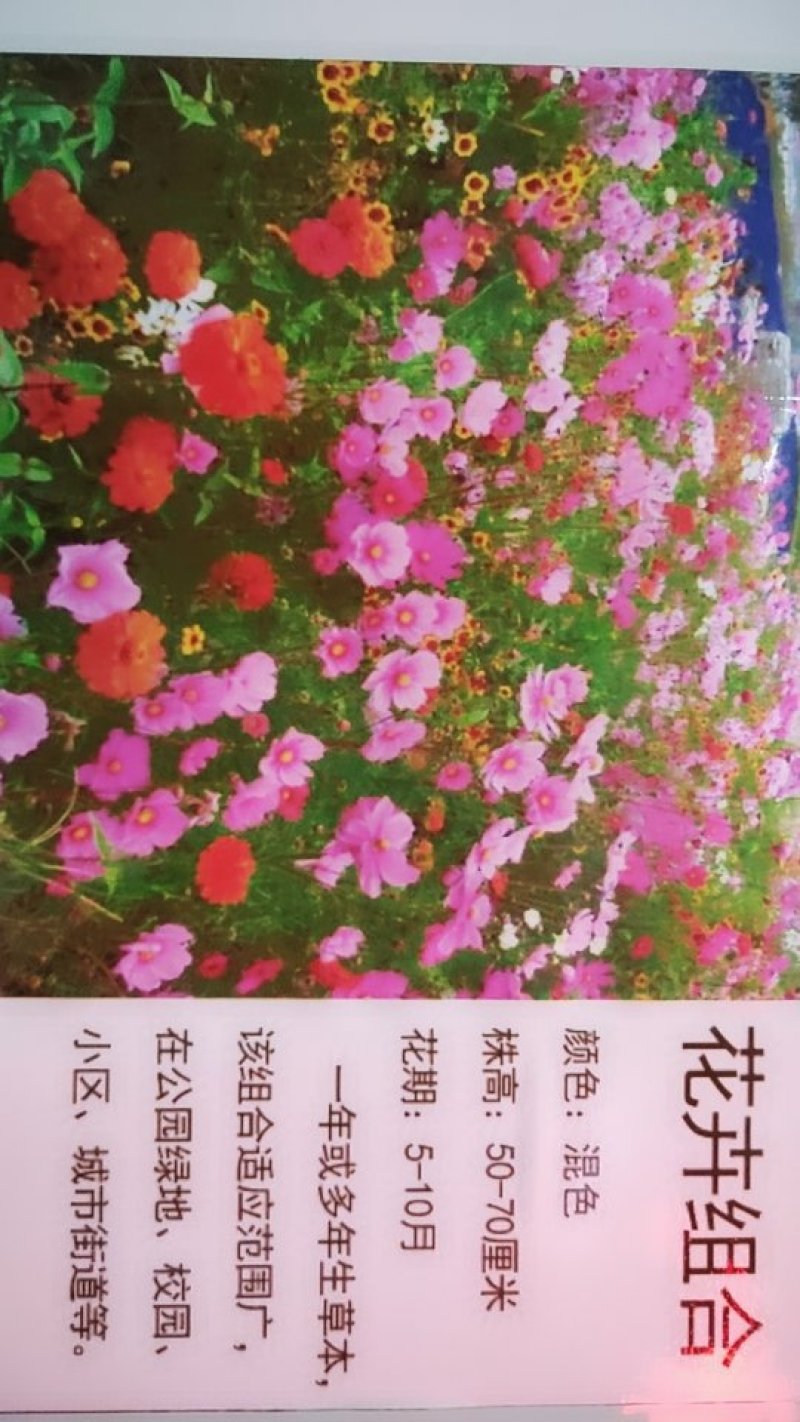 花卉组合种子