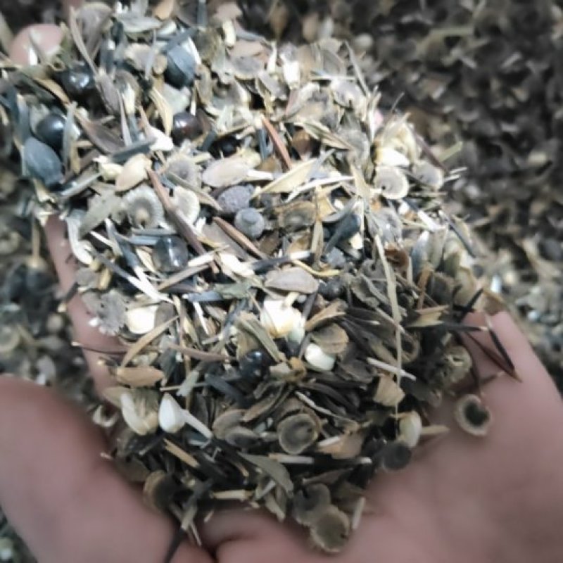 花卉组合种子