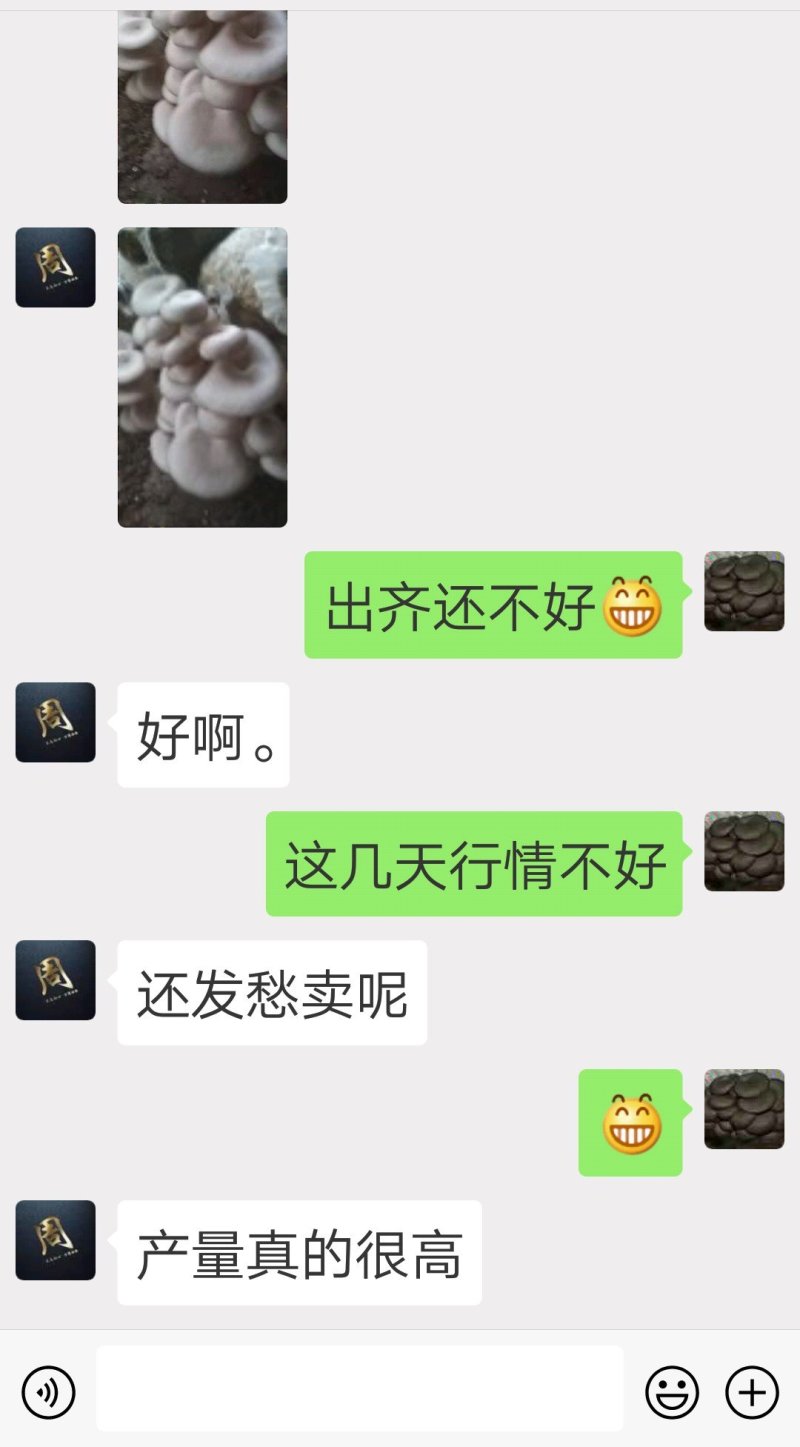高温审定品种，‘高温皖平’及高温灰色‘伏99’母种，原种