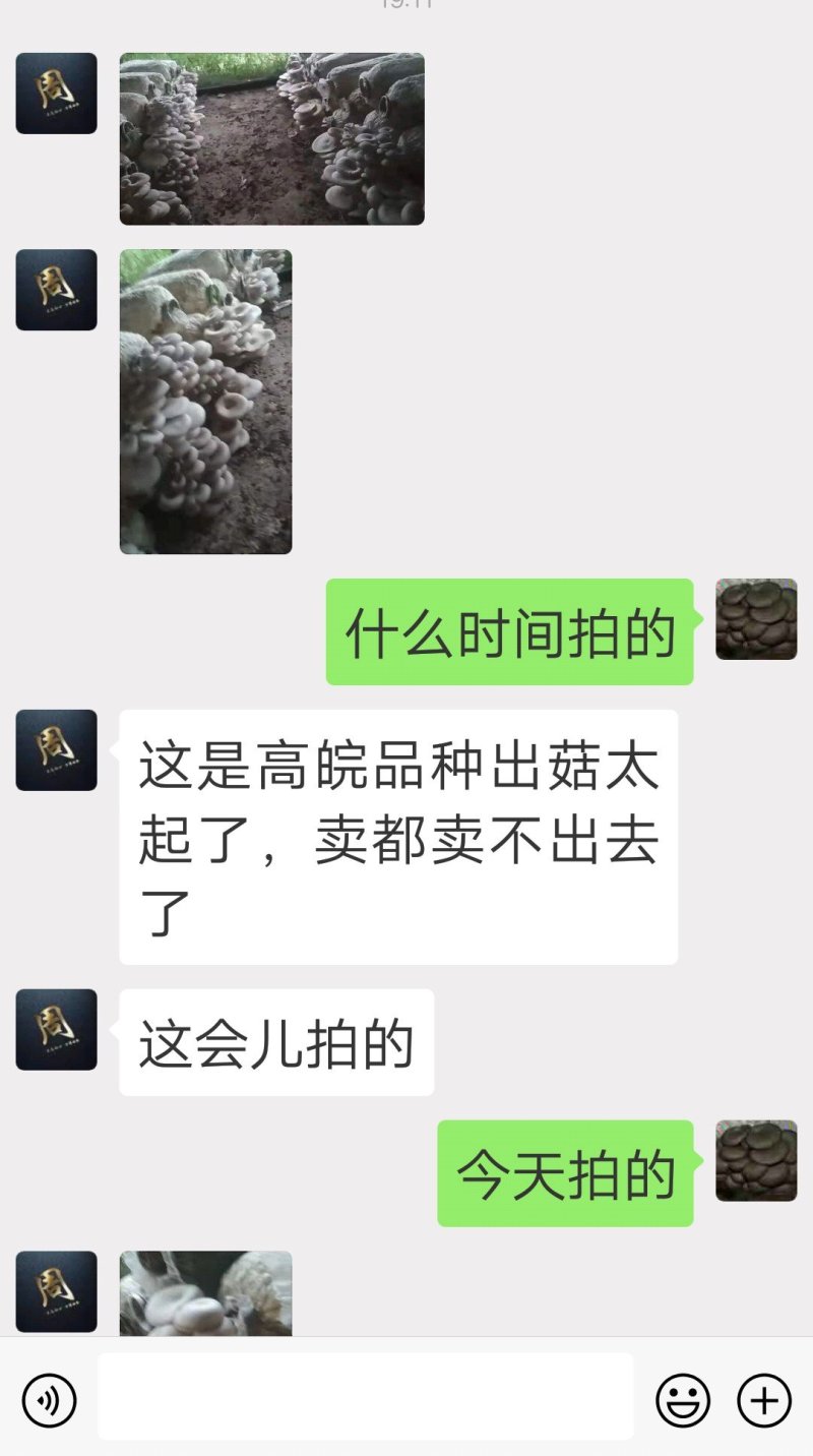 高温审定品种，‘高温皖平’及高温灰色‘伏99’母种，原种