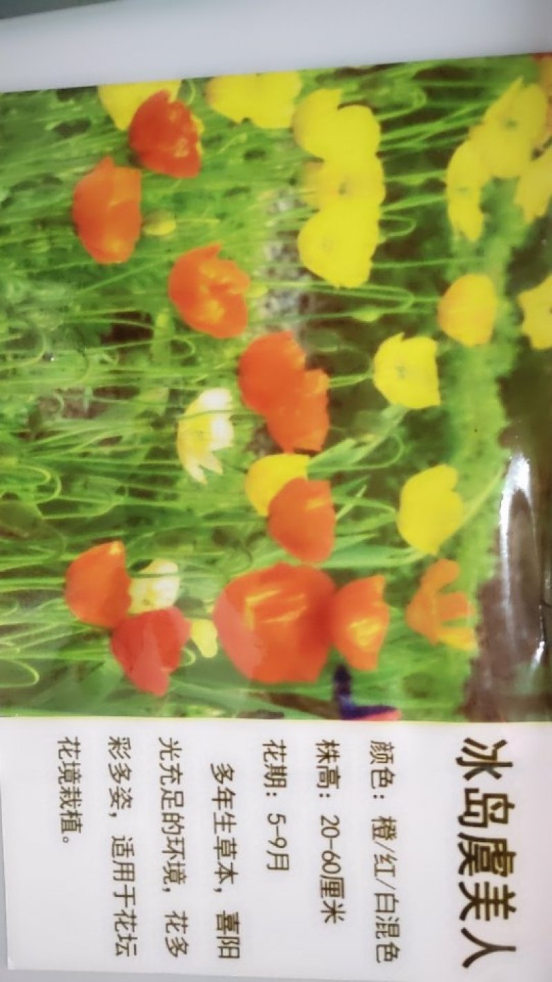冰岛虞美人种子