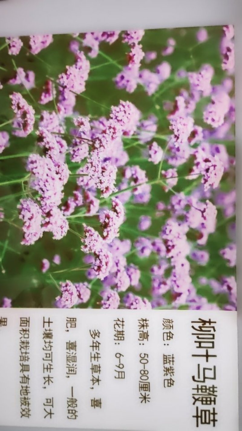 柳叶马鞭草种子