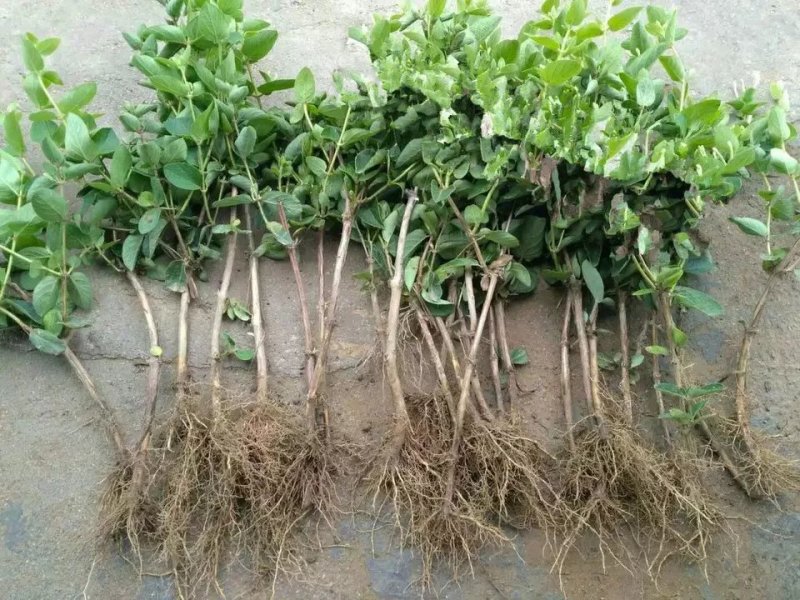 金银花树苗树形苗木盆景盆栽大树树桩树苗树爬藤苗南