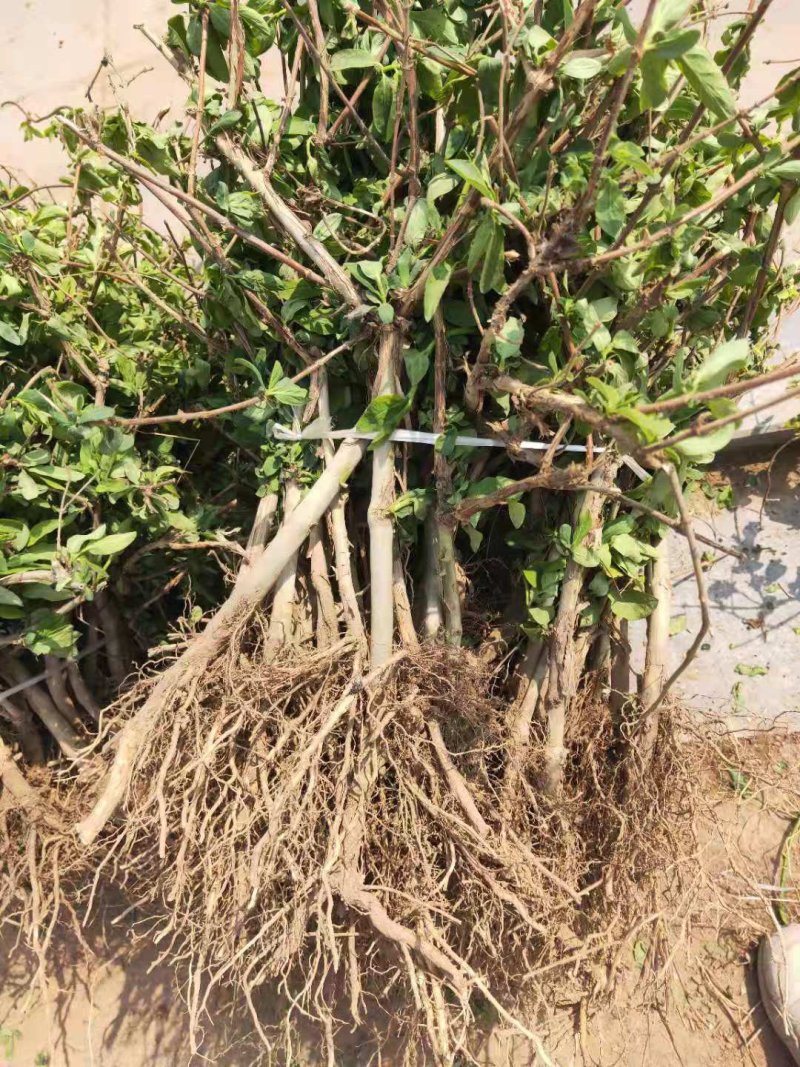金银花树苗树形苗木盆景盆栽大树树桩树苗树爬藤苗南
