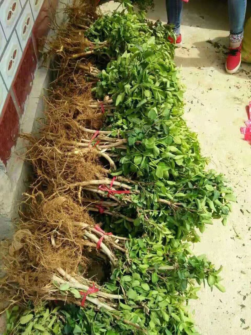 金银花树苗树形苗木盆景盆栽大树树桩树苗树爬藤苗南