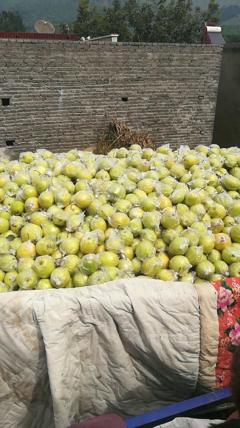 马牙枣，通货上市中口感好，颜色好，亮度好，自然熟产地直发