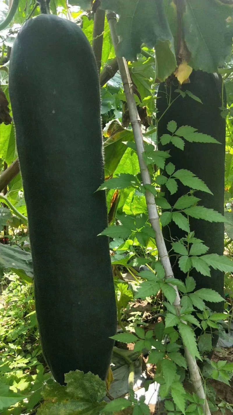 黑皮冬瓜吊瓜，地冬瓜。专业装车团队，诚信第一，良心经营