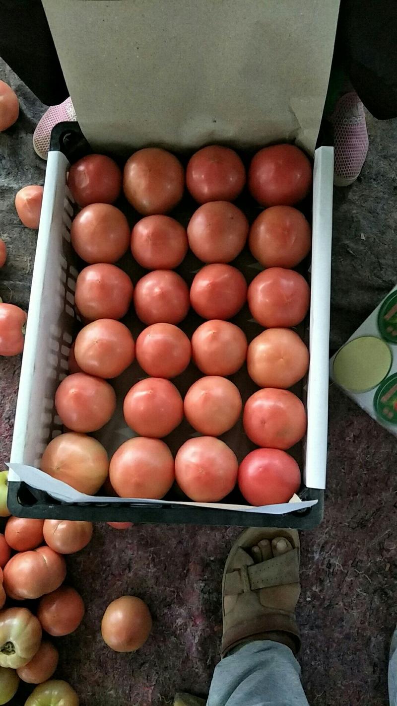 山东聊城万亩西红柿大量上市中，需要的客户联系我。