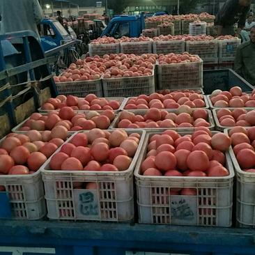 山东聊城万亩西红柿大量上市中，需要的客户联系我。
