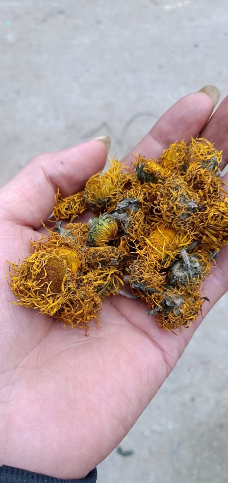 大量野菊花