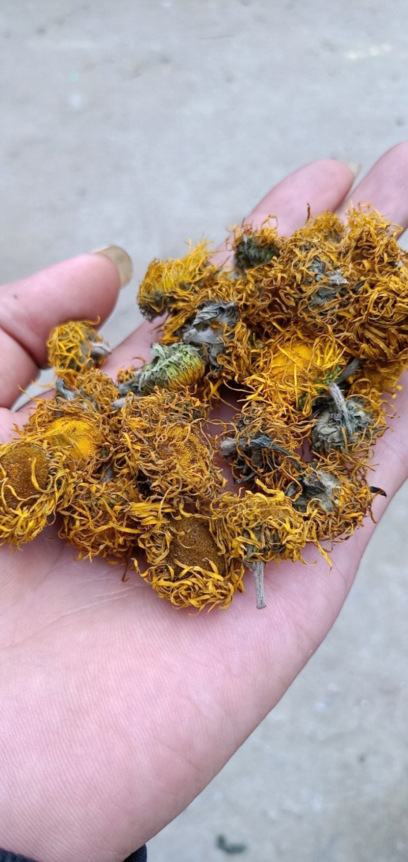 大量野菊花