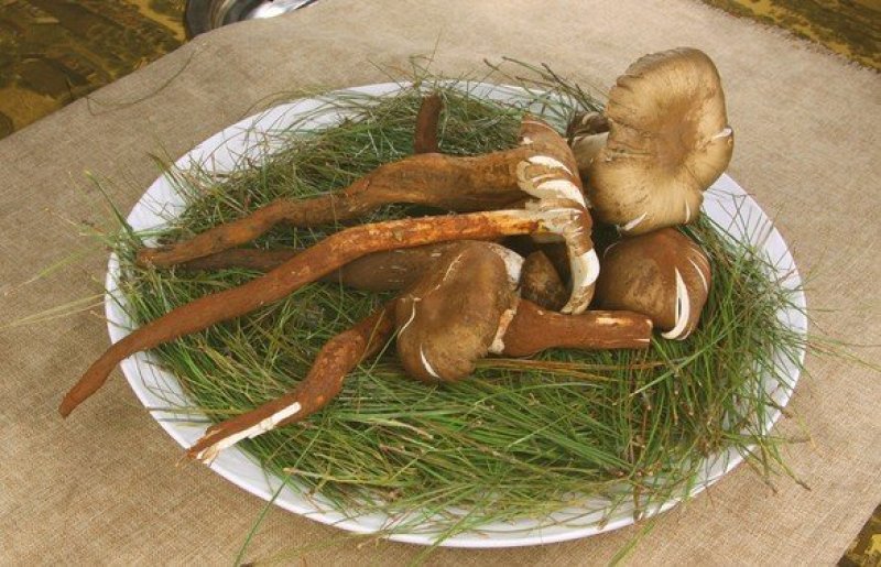 鸡枞菌上场