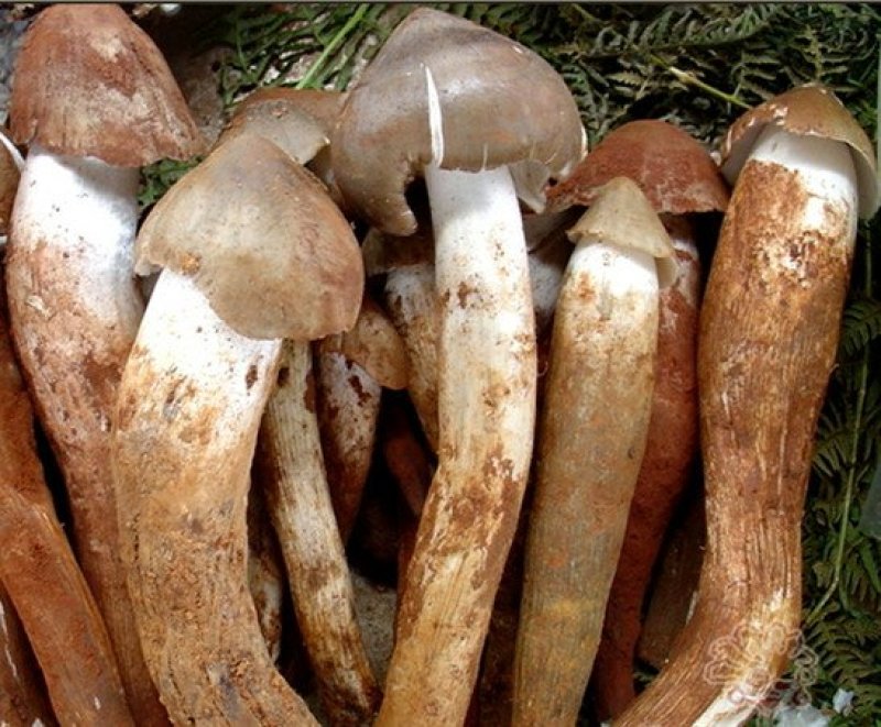 鸡枞菌上场