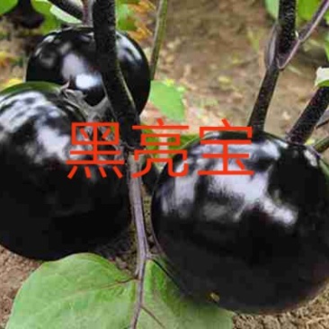 山东莘县茄子苗：黑亮宝、黑又亮、大红袍、黑圣圆茄种苗