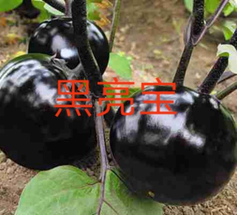 山东莘县茄子苗：黑亮宝、黑又亮、大红袍、黑圣圆茄种苗