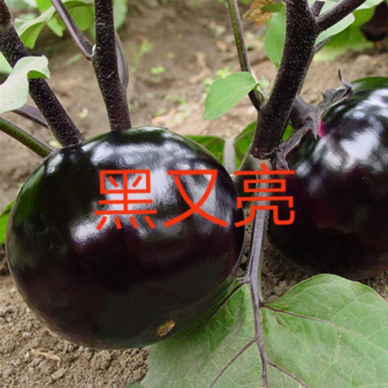 山东莘县茄子苗：黑亮宝、黑又亮、大红袍、黑圣圆茄种苗