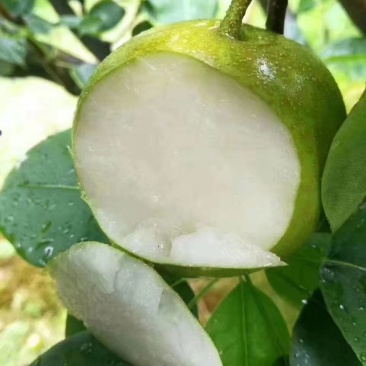 翠冠梨黄花梨3.5两以上