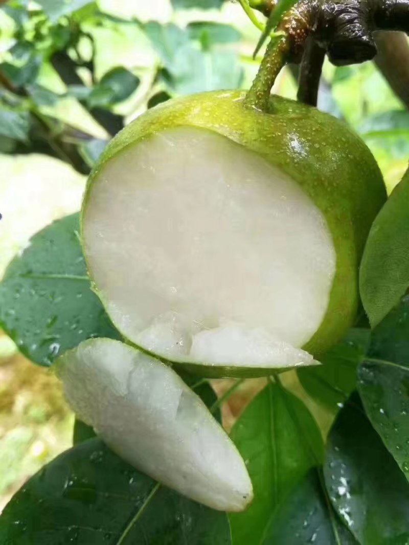 翠冠梨黄花梨3.5两以上