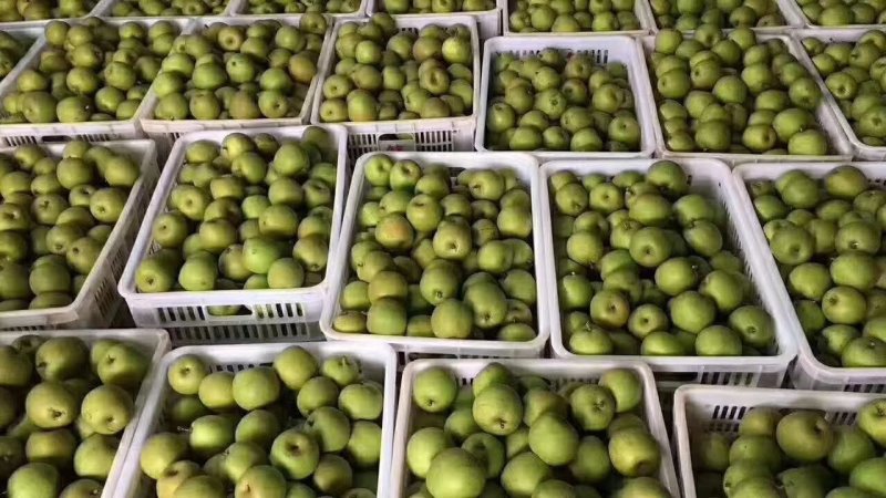 翠冠梨黄花梨3.5两以上