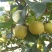 翠冠梨黄花梨3.5两以上
