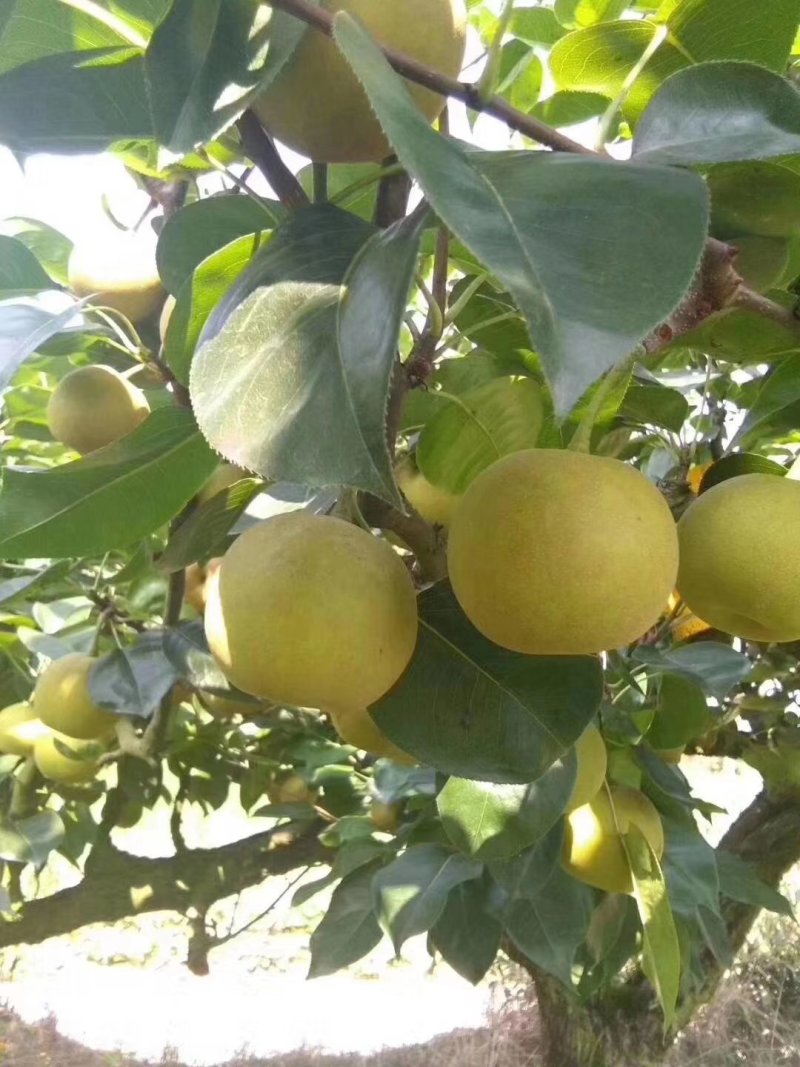 翠冠梨黄花梨3.5两以上