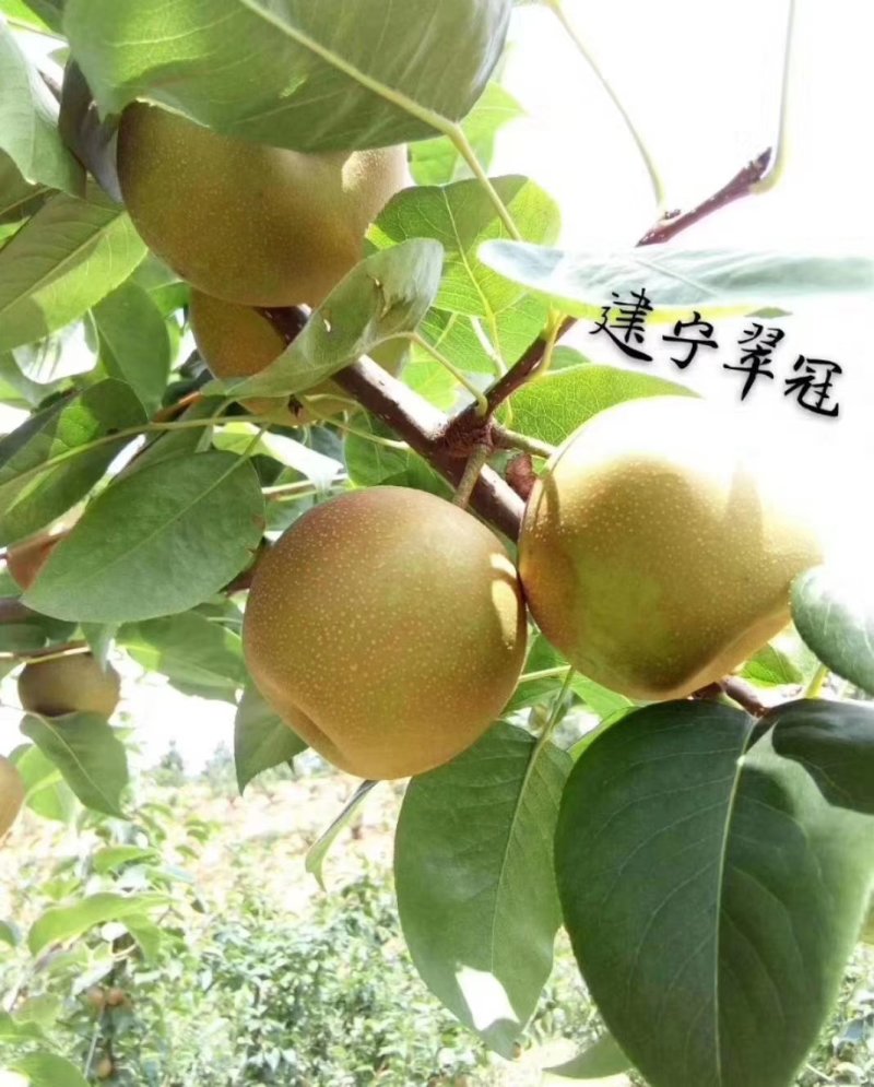 翠冠梨黄花梨3.5两以上