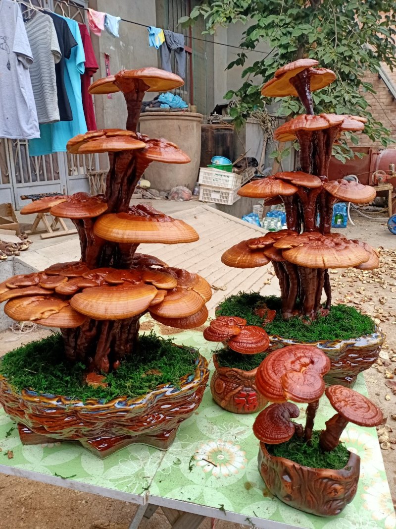 灵芝盆景