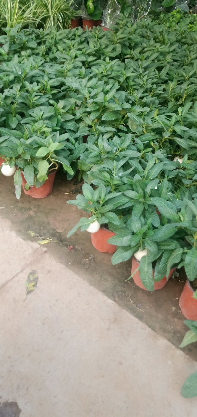 江苏人参果盆栽带果发货可食用观果庭院盆栽绿植花卉
