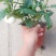 江苏人参果盆栽带果发货可食用观果庭院盆栽绿植花卉