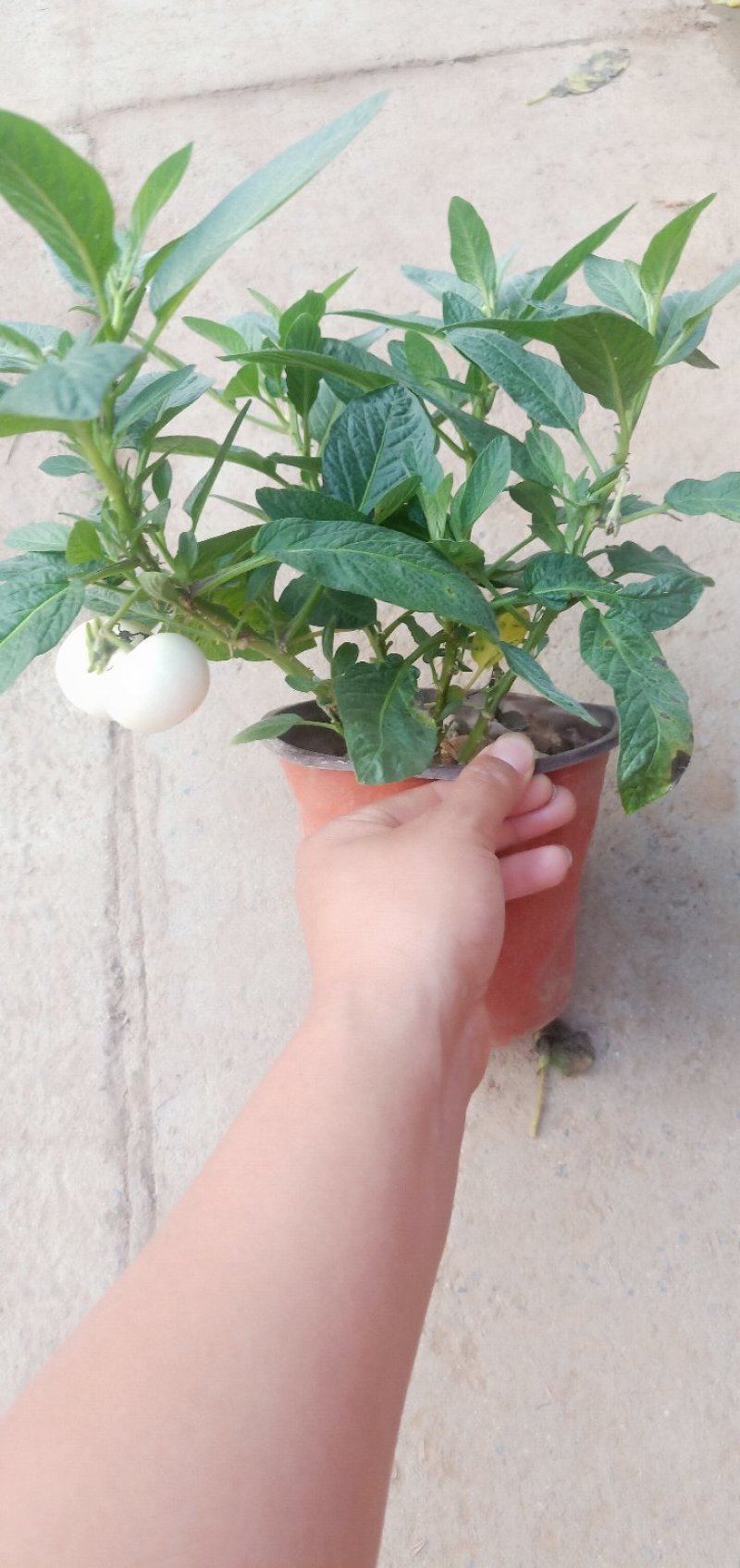 江苏人参果盆栽带果发货可食用观果庭院盆栽绿植花卉