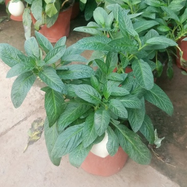 江苏人参果盆栽带果发货可食用观果庭院盆栽绿植花卉