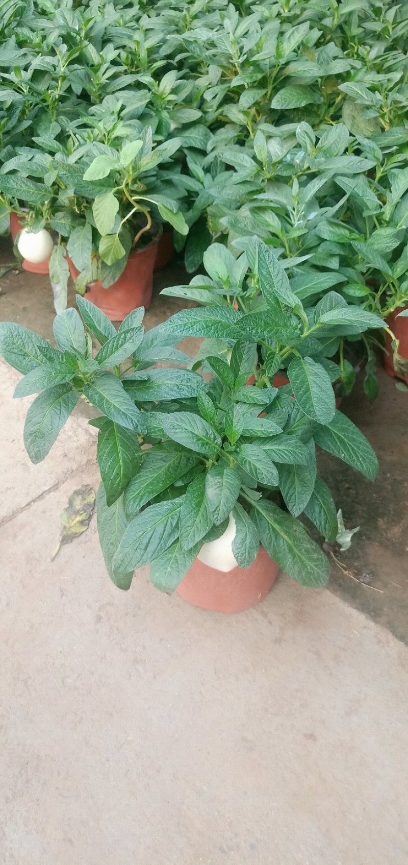 江苏人参果盆栽带果发货可食用观果庭院盆栽绿植花卉