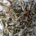 鹿角菜又名石花菜高海拔自然生长野生鹿角菜干菜两斤包邮