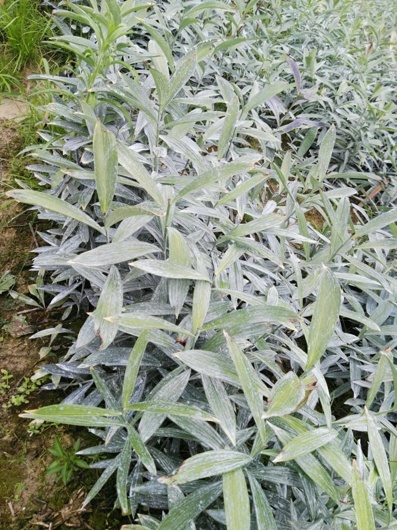 龙芽百合二代种
