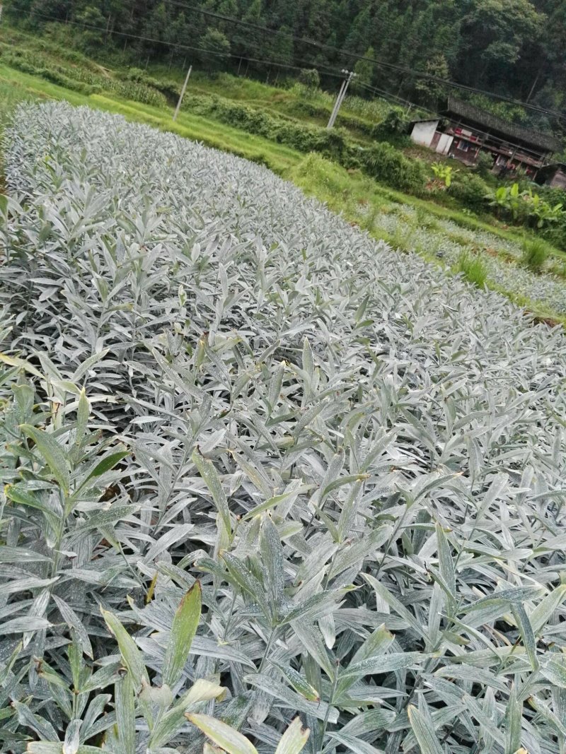 龙芽百合二代种