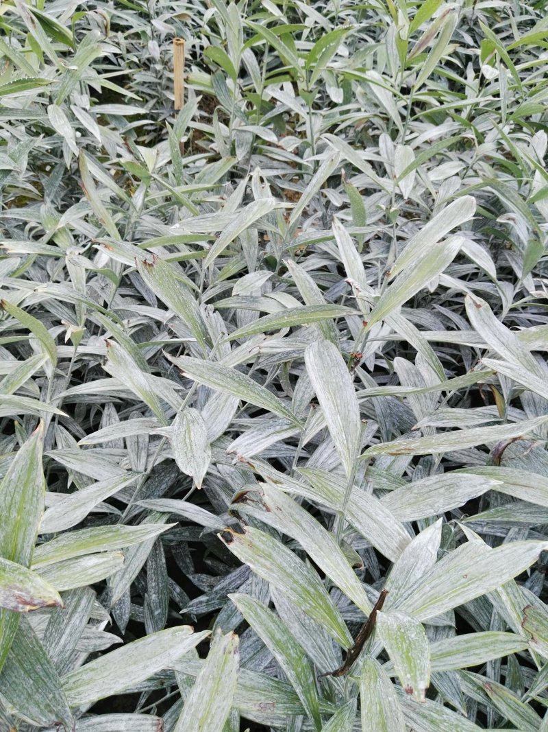龙芽百合二代种