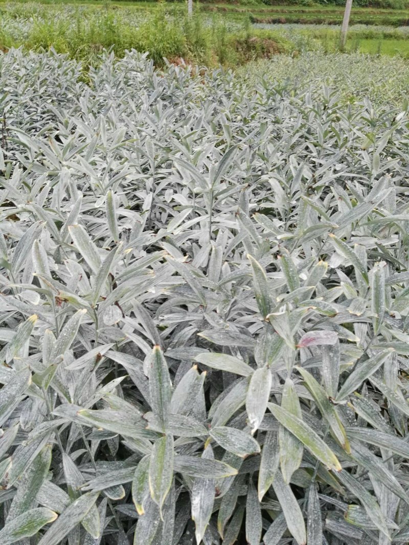 龙芽百合二代种