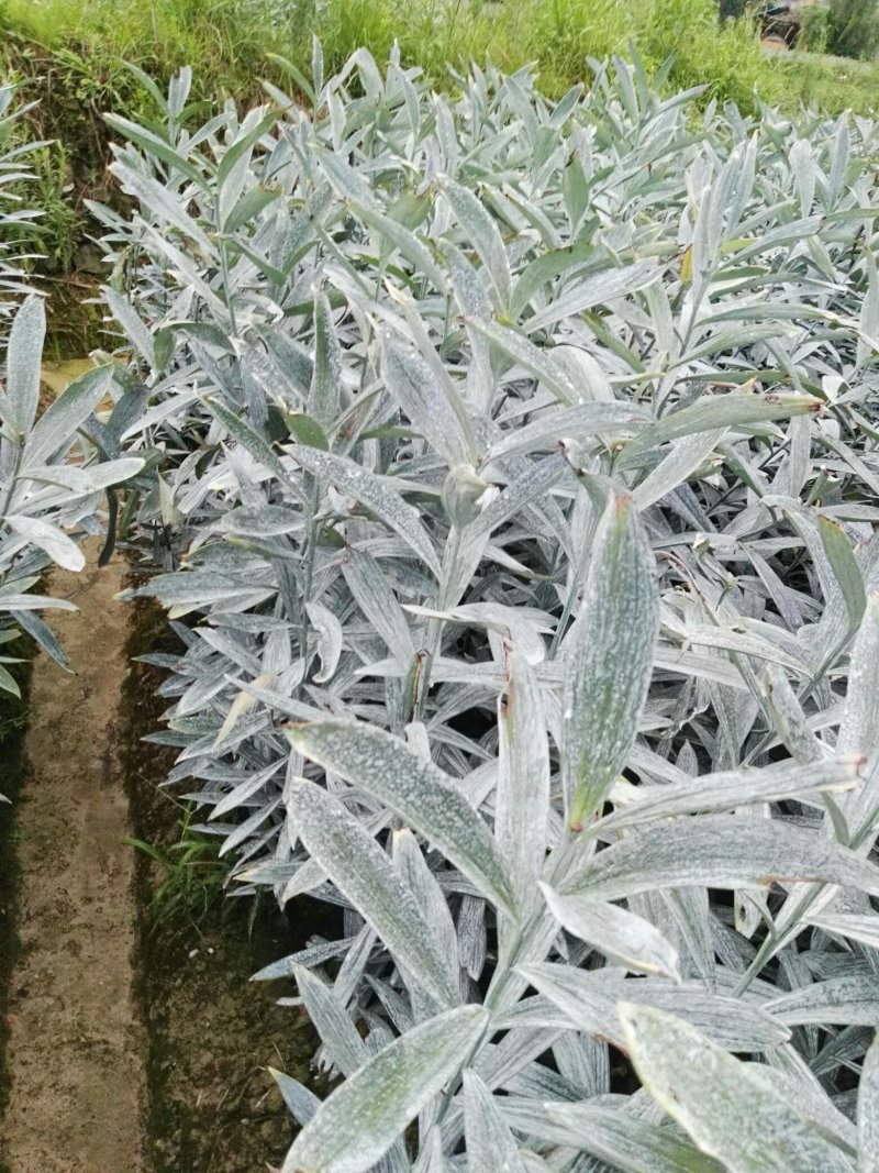 龙芽百合二代种