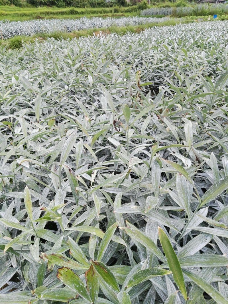 龙芽百合二代种
