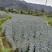 龙芽百合二代种