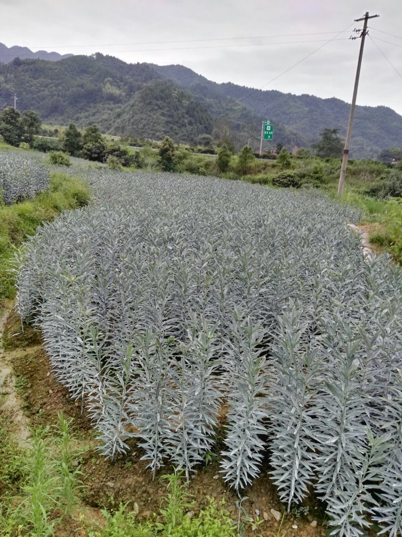 龙芽百合二代种