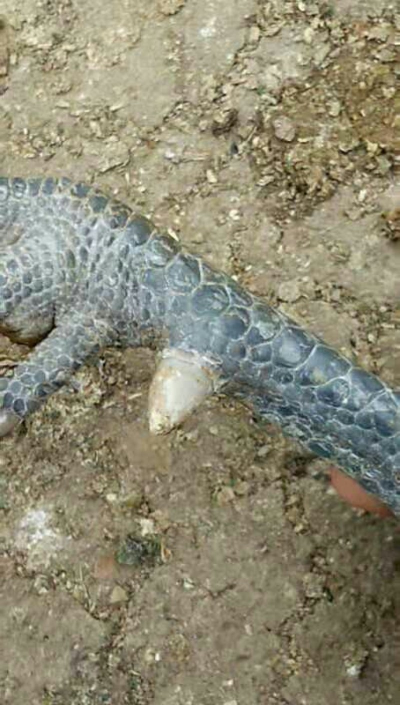 土鸡