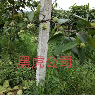 黑老虎结果苗布福娜果苗及各种规格的苗量大优惠