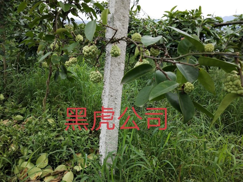 黑老虎结果苗布福娜果苗及各种规格的苗量大优惠