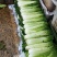 威宁高山大白菜