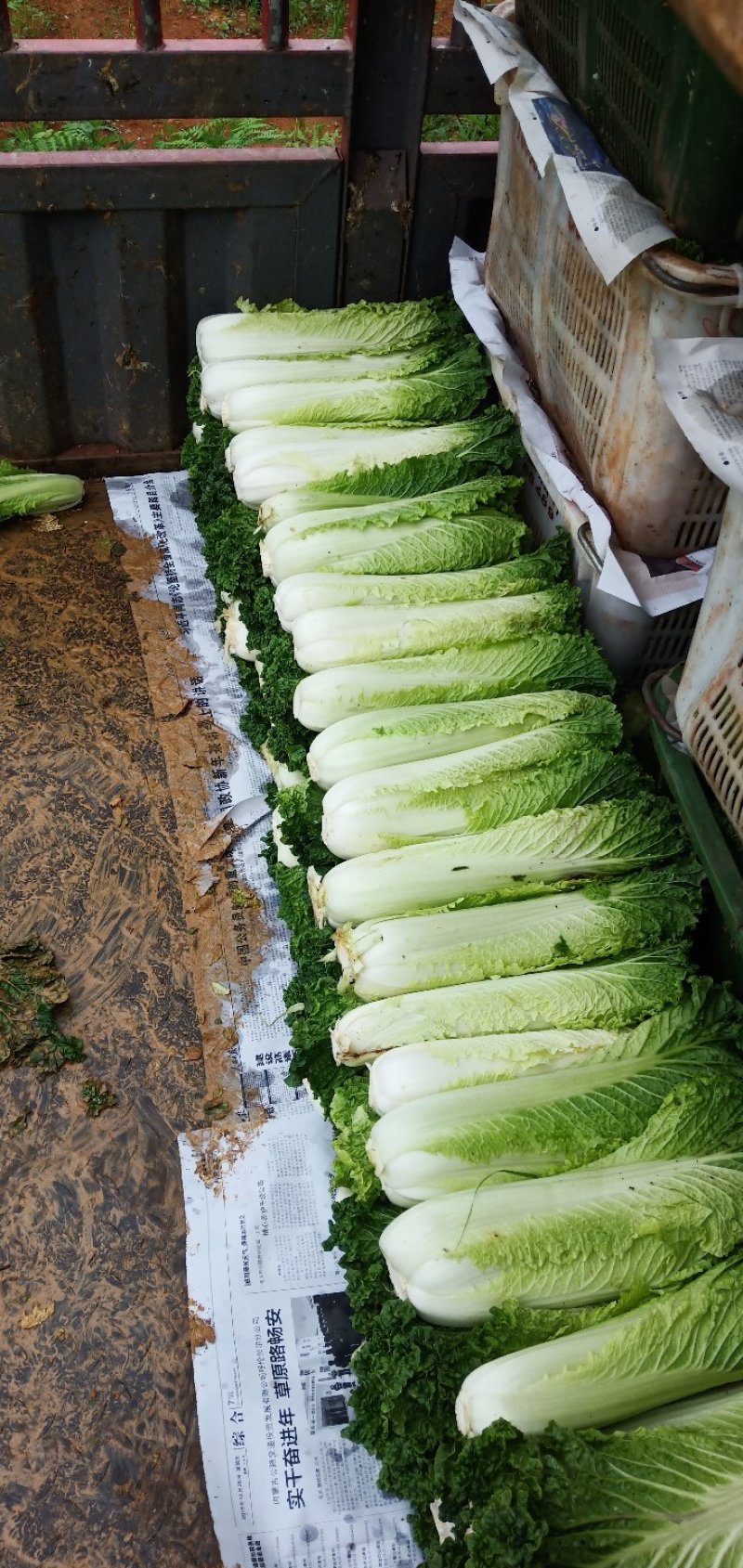 威宁高山大白菜