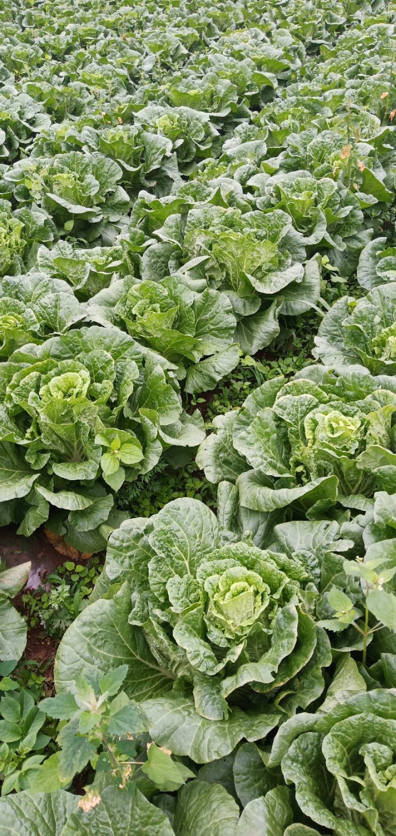 威宁高山大白菜