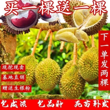 【买2送一】榴莲苗泰国榴莲树苗南方北方种植盆栽地栽苗当年