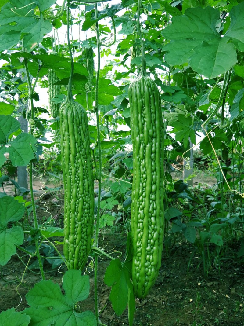 豪迈系列苦瓜苗