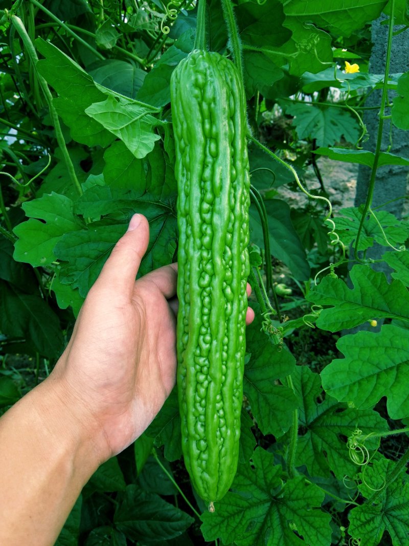 豪迈系列苦瓜苗